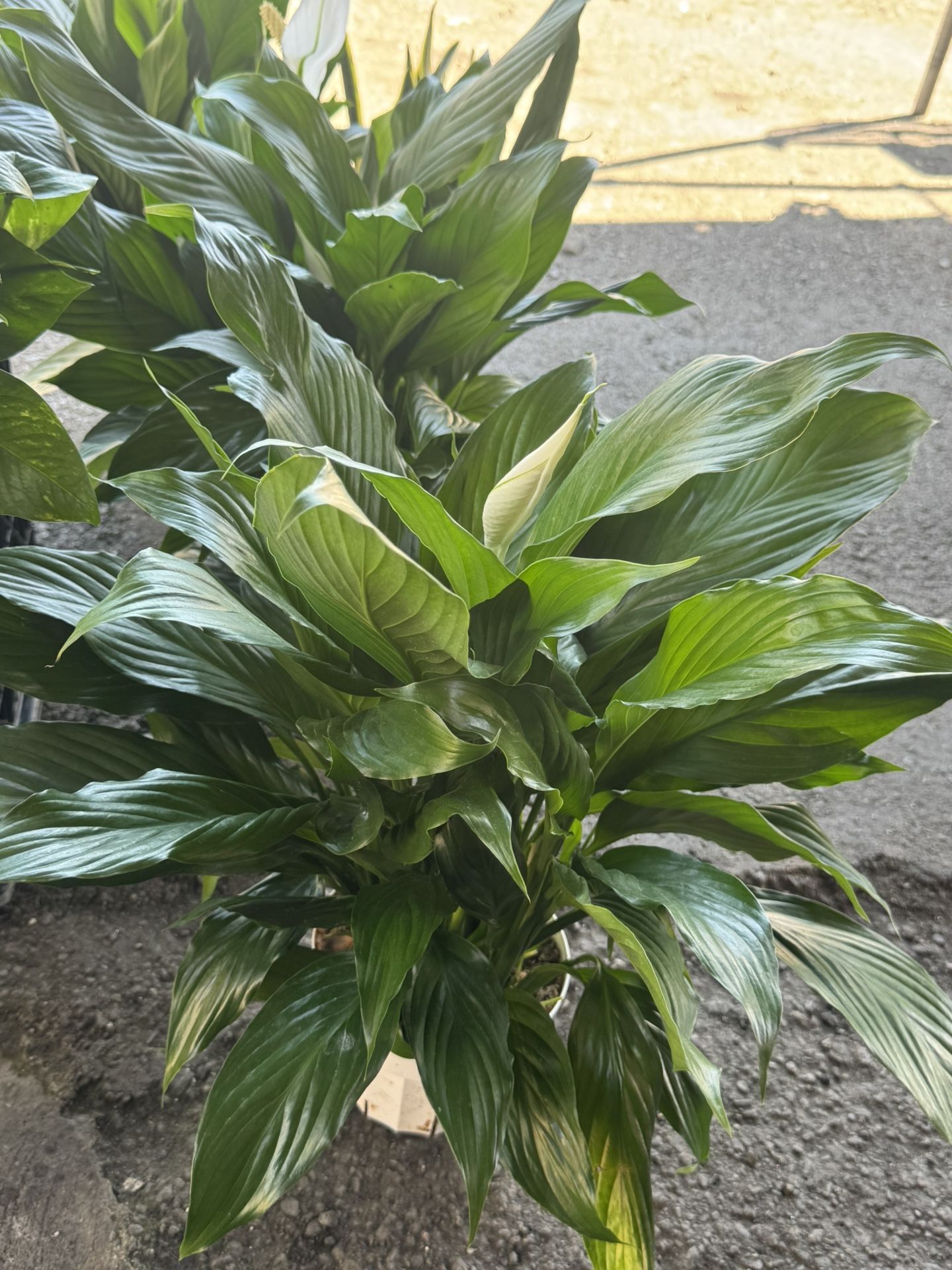 6” Pot Peace Lilies