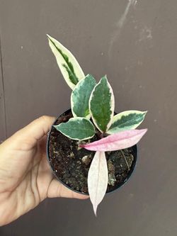 4” hoya flamingo queen