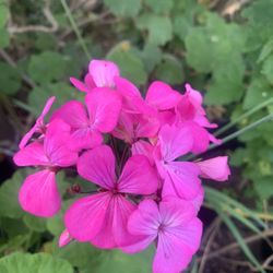 Pink Geranium 