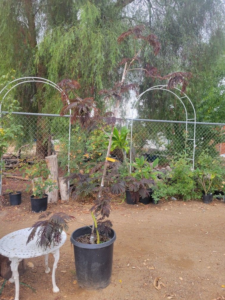 Summer Chocolate Mimosa Tree