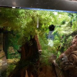 Fish Tank Live Plant