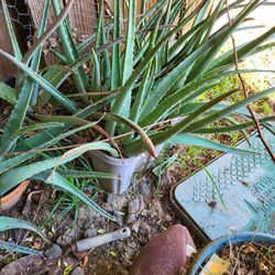 Aloe Vera Plants