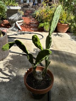 Prickly Pear Cactus 24 Inches Tall