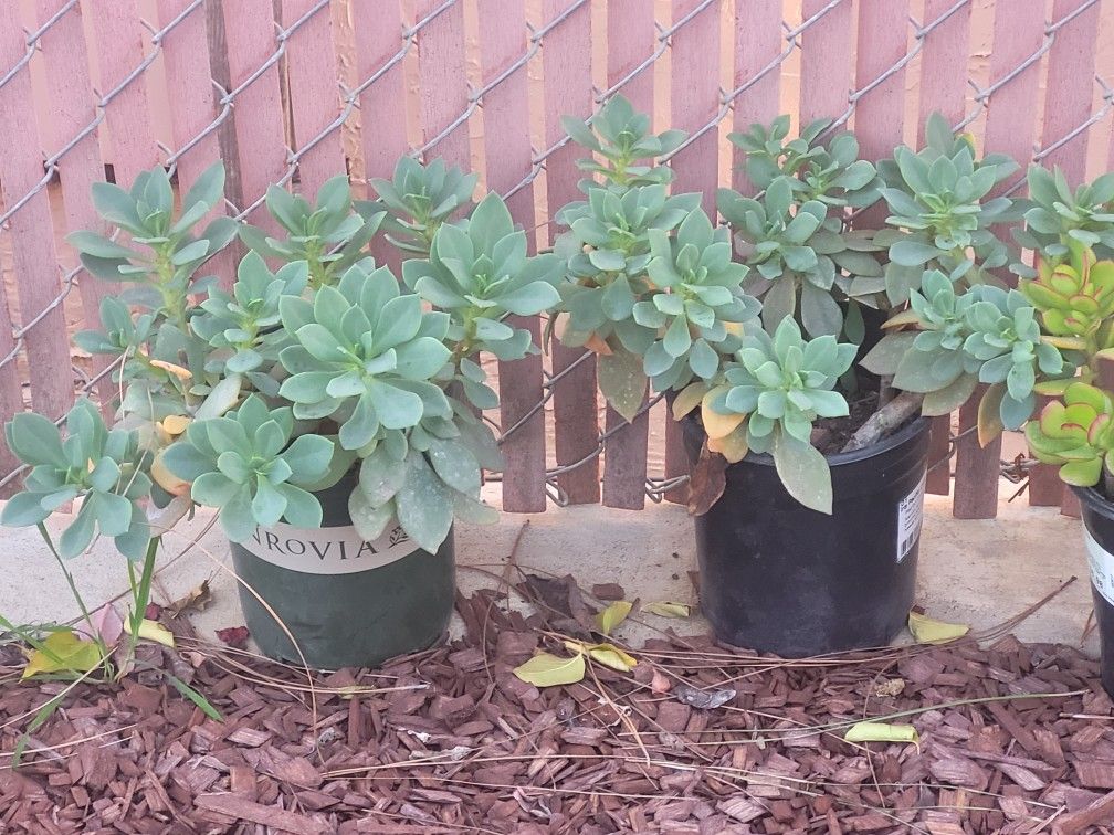 Rock Purslane Plants