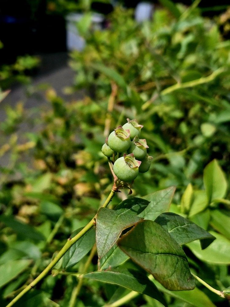 Large Bonus Blueberry Plants