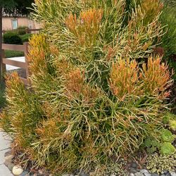 Plants 