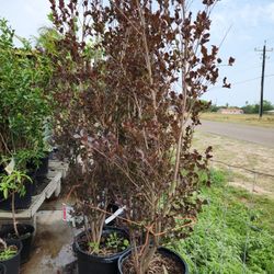 Crape Myrtle Black Diamond 15gallones 6 Ft Tall 