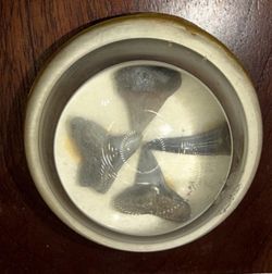 Vintage Shark Teeth Fossil Resin Paperweight Wood Base Desk Decor MCM Specimen