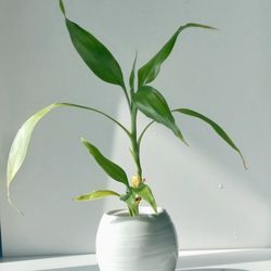 Lucky Bamboo Plant/ Indoor Plant/ House Flower Patio Garden