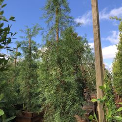 Podocarpus Fern Pine Tree 24” Box