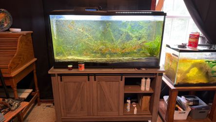 55 gallon tank