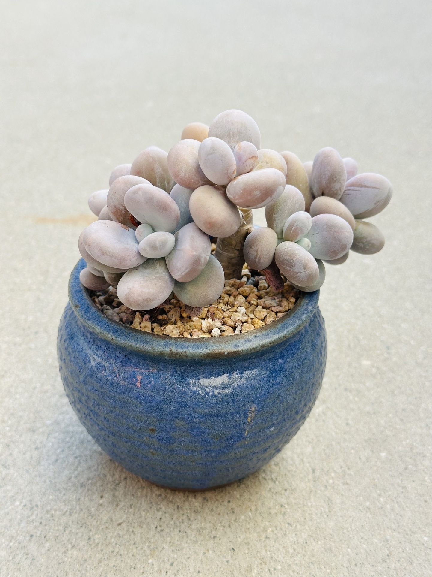 Succulents plants 🪴