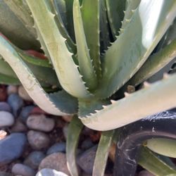 Aloe Vera Plants