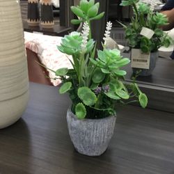 Plants In A Small Pot