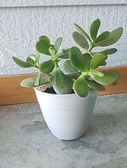 Jade Houseplant