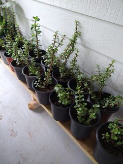 Árbol Dela Abundancia 