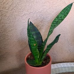 Snake Plant 