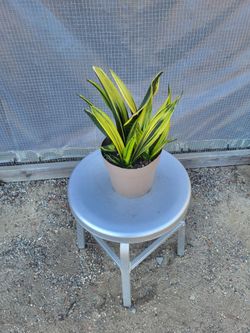 Snake Plant 6" Nursery Pot