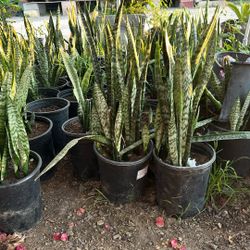 Snake Plants