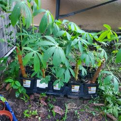 Yuca Plants 