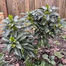 Perennial evergreen shrub