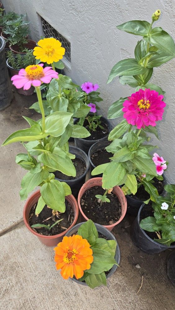 Flower Plants For Sale