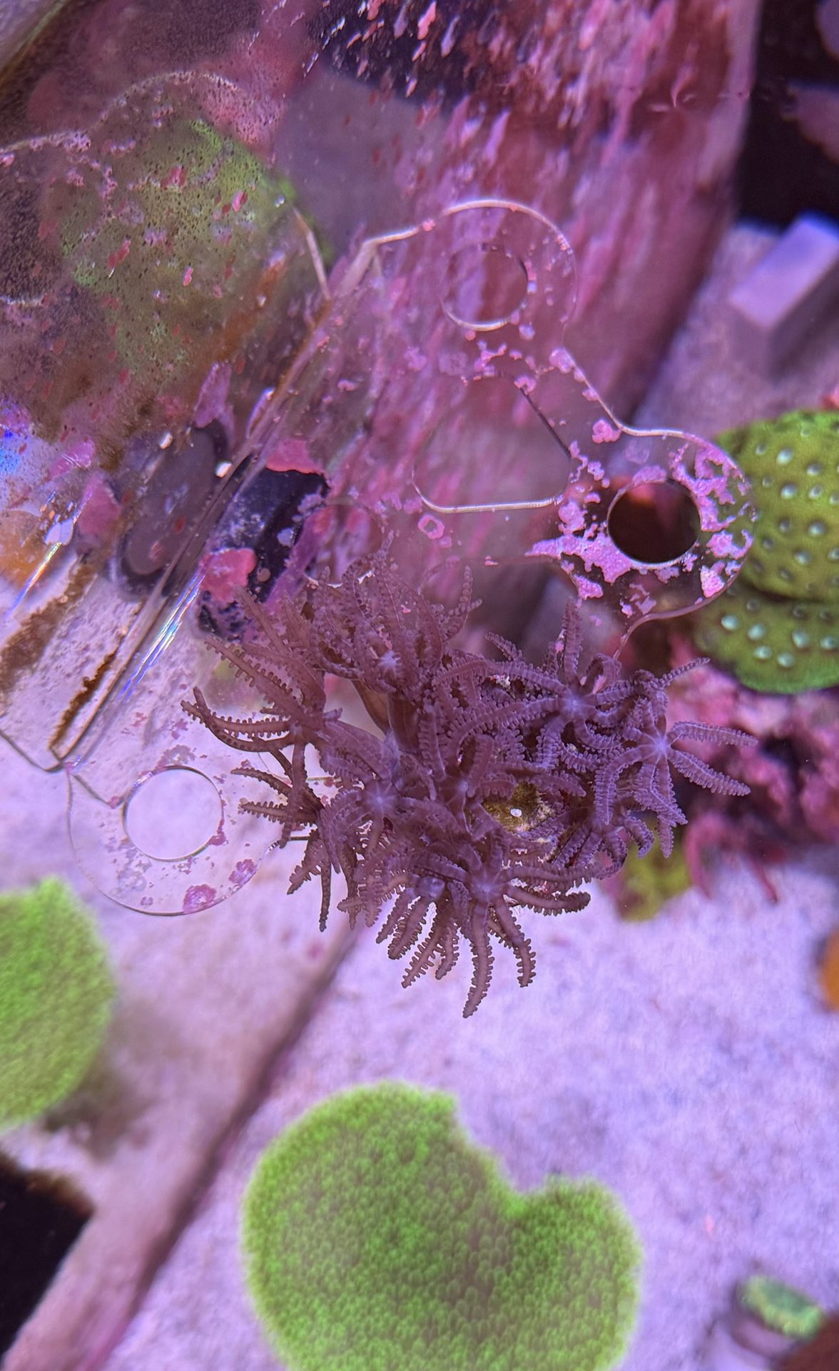 Waving Hand Anthelia Frag