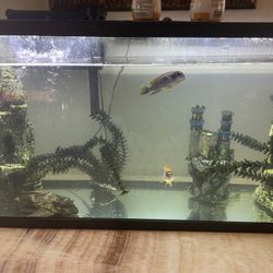 Fishes And Tank 