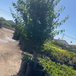 Plum Tree 25 Gallon 