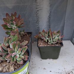 Ruby slipper succulent