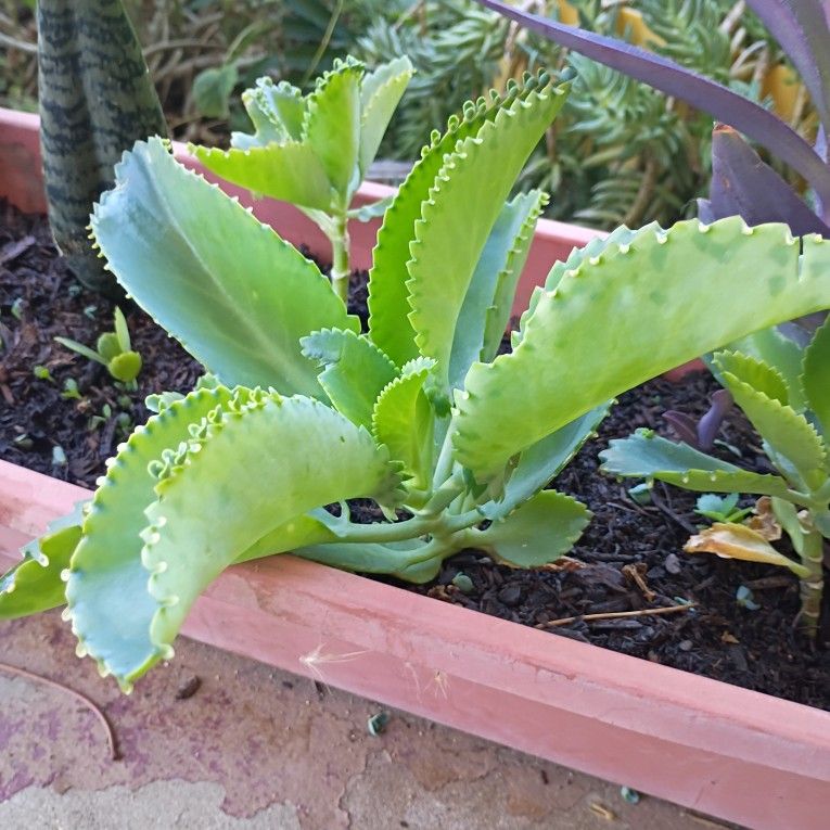 Kalanchoe O Mala Madre
