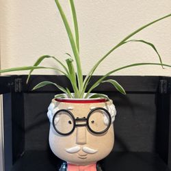 Spider Plant In Ceramic Pot