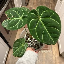 Anthurium Besseae Aff X NOID 