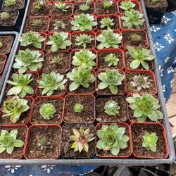 Baby to medium size succulents