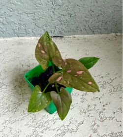 Mini  Syngonium  pink  splash  plant