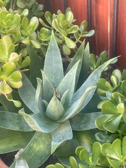 Venta de plantas este sábado y domingo