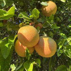 Red Grapefruit 