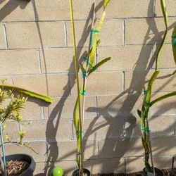 Dragon Fruit- Dark Star Variety 