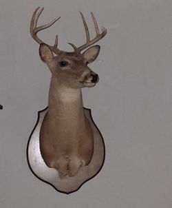 Deer head