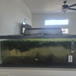 20 Gal Long Fish Tank  And 12 Gallon Tall Tank (  Everything Pictured Included)