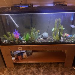 60 Gal Fish tank Complete Setup 