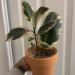 Moving Sale Rubber Plant With Terracotta Planter 