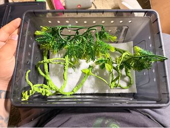 Baby crested gecko enclosure