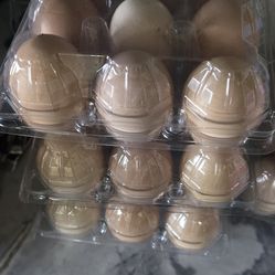 Fresh Eggs