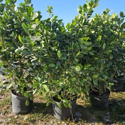 huge clusias Over 6 feet tall Instant Privacy Hedge Fence 