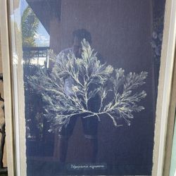 Framed Reproduction 