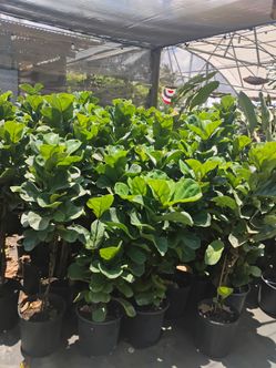 Fiddle fig Lyrata Trees Special Sale! $20⭐