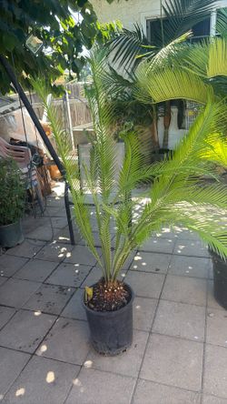Palm tree