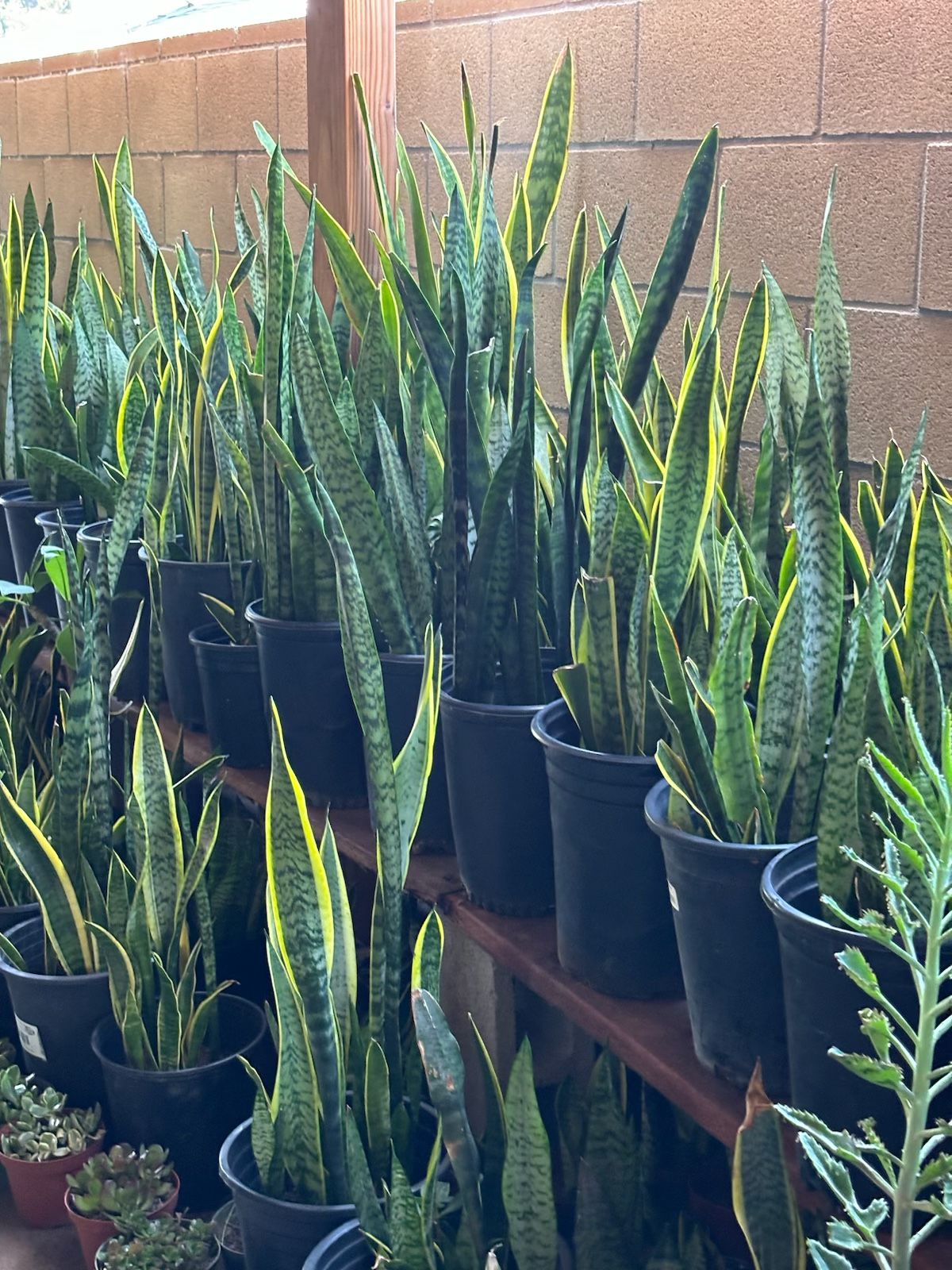 Snake Plants On Pot
