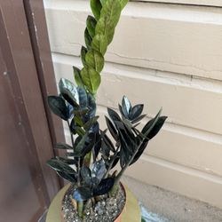 6” Raven Zz Plant